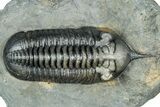 Morocconites Trilobite Fossil - Ofaten, Morocco #334939-3